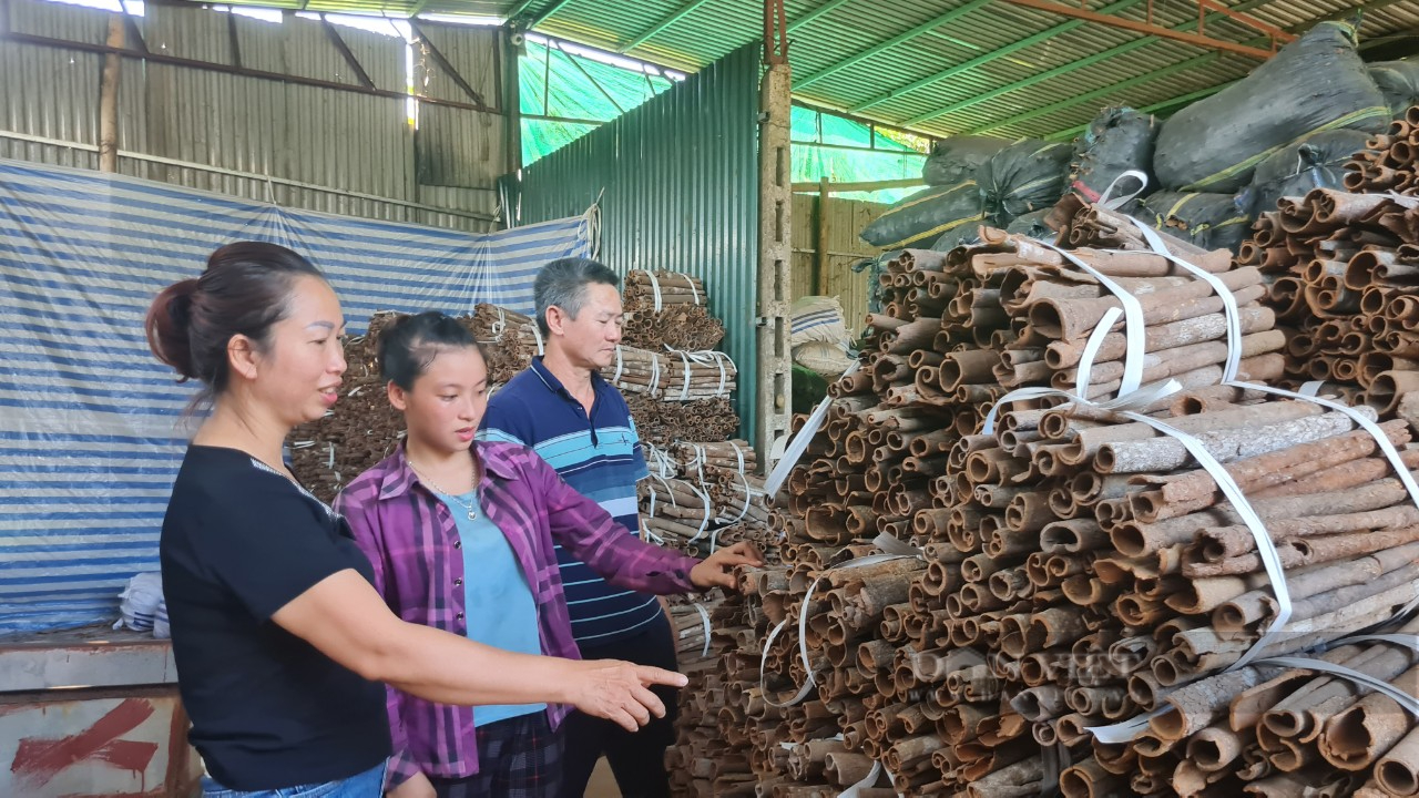 Loại gia vị nhìn như củi khô nhưng được các nước rất thích mua, đầu năm Việt Nam đã thu về 30 triệu USD- Ảnh 3.