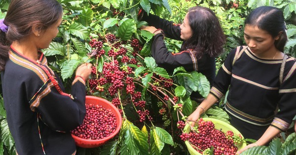 Coffee prices are at a record high, farmers win big