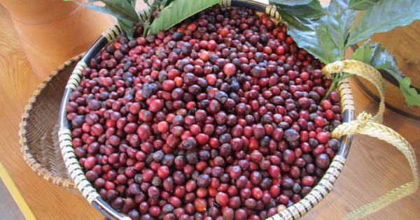 Coffee prices continue to set records, farmers dream of seeing coffee prices increase