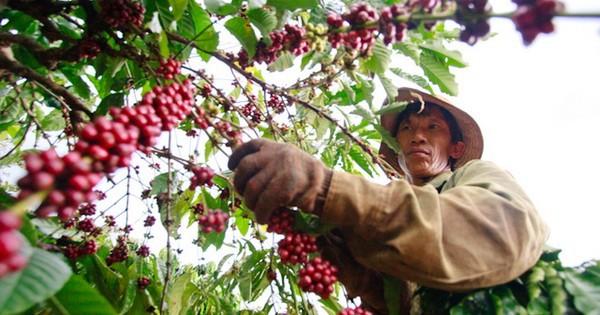 Coffee prices exceeded 90,000 VND/kg, an unprecedented high