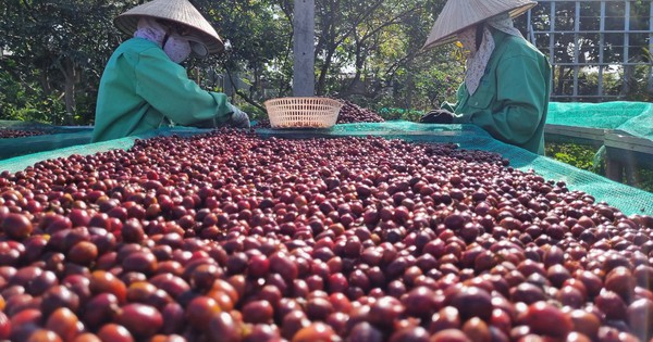 Coffee export efforts reached 5 billion USD