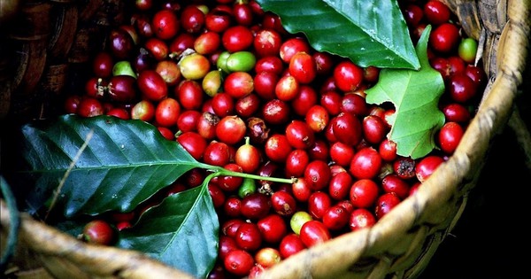 After a move from Vietnam, Robusta coffee prices immediately shot up to an all-time high