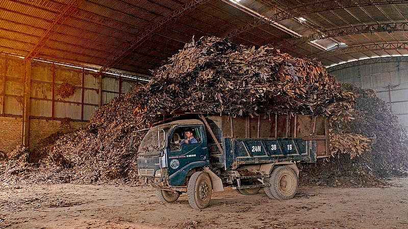 Hundreds of tons of cinnamon essential oil are left in inventory due to export regulations