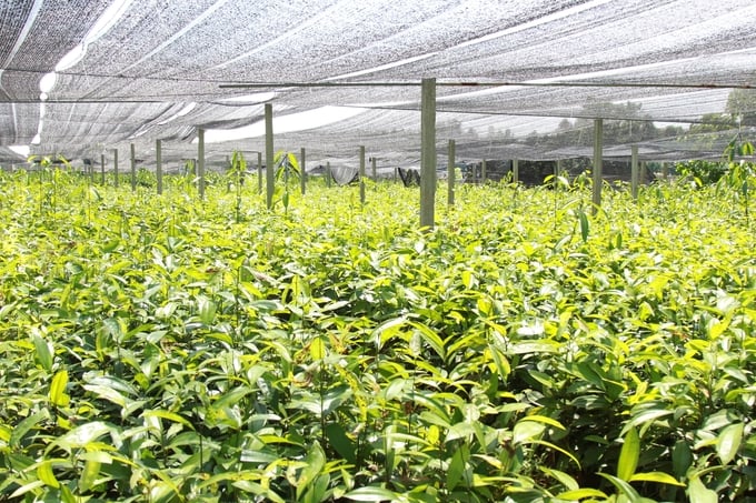 The construction of cinnamon seed gardens and forests to ensure quality is highly invested in by Yen Bai province.  Photo: Thanh Tien.