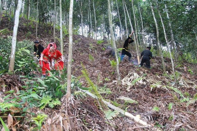 Farmers need to change cinnamon farming methods for sustainable, environmentally friendly production.  Photo: Thanh Tien.