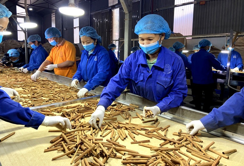 Hundreds of tons of cinnamon essential oil are in stock and cannot be exported, the Pepper and Spice Association petitions the Government