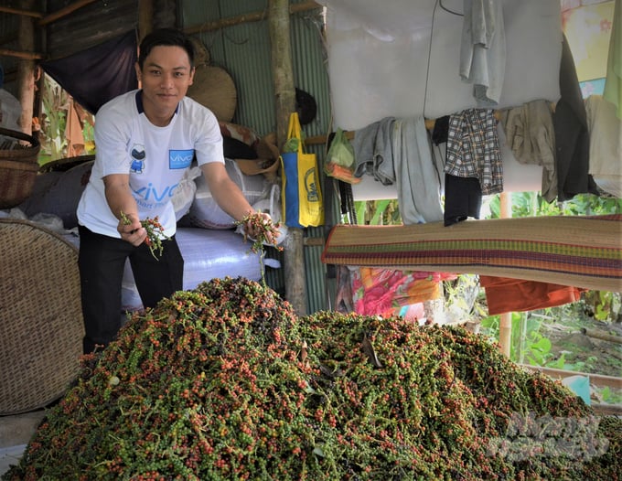 Pepper productivity decreased sharply due to prolonged drought and disease