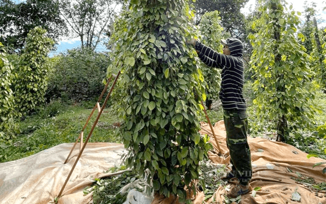 The world's number 1 position of Vietnamese pepper is being threatened by Brazil