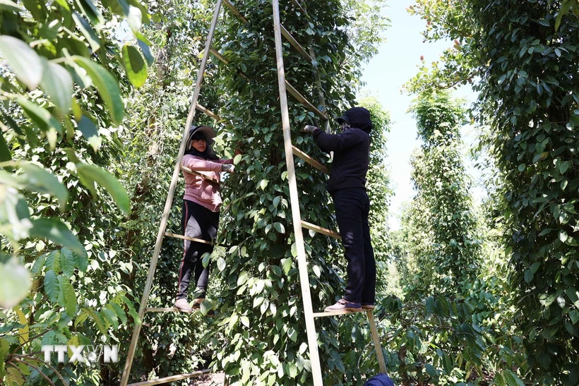 Harvesting land in Dak Lak