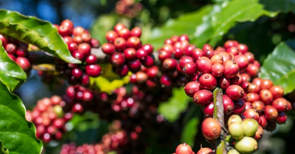 Coffee “price storm” brought many contract disputes to court