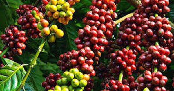 Coffee price has increased to 125,000 VND/kg