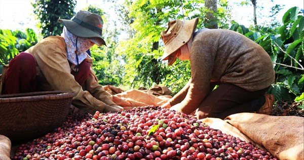 Coffee and pepper prices increased to record levels