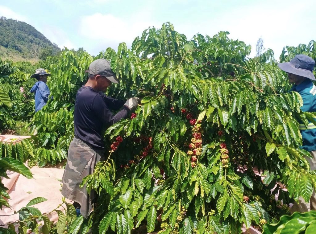 The market is concerned about Vietnam’s coffee trees