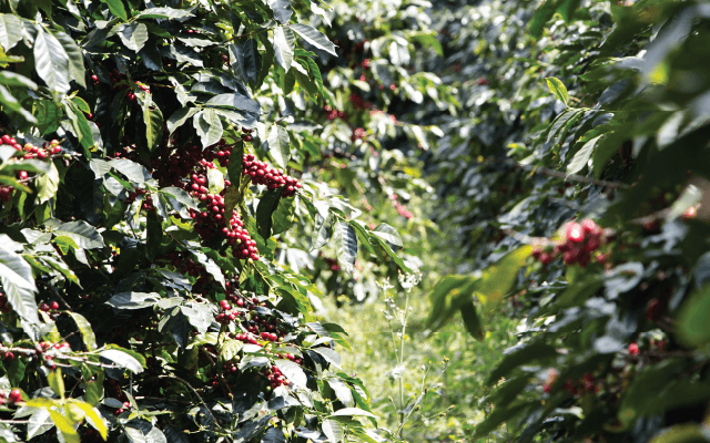 Robusta coffee prices set a new record