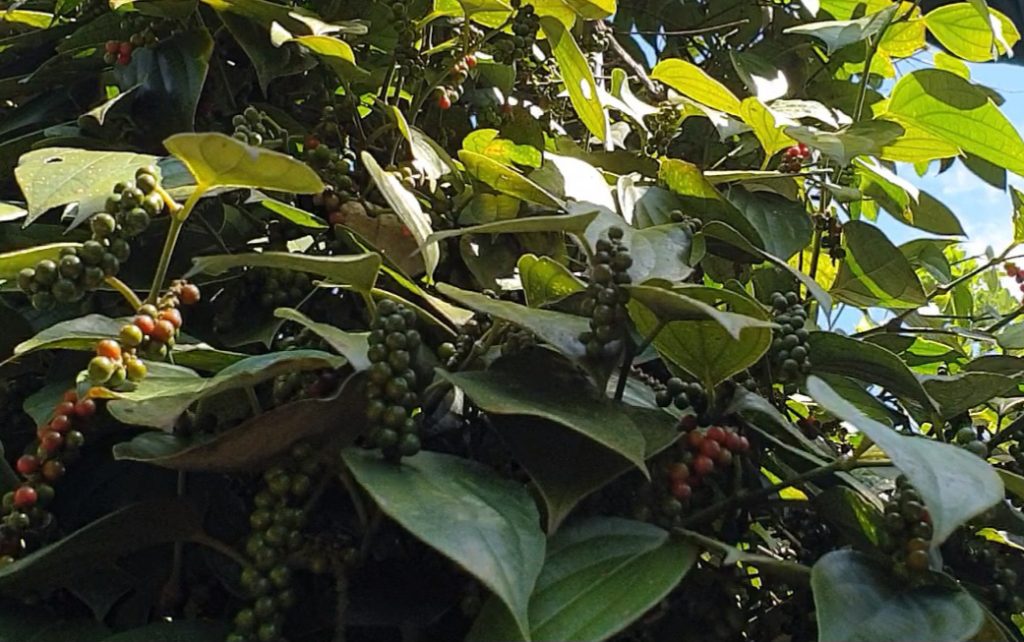 Concerned that farmers will rush to cut down pepper to plant durian