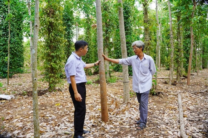 Organic pepper gardens are produced in the form of agro-forestry combined with a variety of plants, multi-layered, multi-canopy, creating biodiversity.  Photo: Nguyen Thuy.