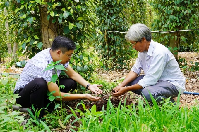 Thanks to organic farming in the form of combined agro-forestry, the soil microflora is very developed, the soil is always fertile and retains moisture well.  Photo: Nguyen Thuy.