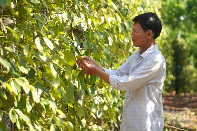 Mr. Lam Van Tam (member of Bau May Agriculture - Trade - Service Cooperative) checks pests on pepper trees.  Photo: Nguyen Thuy.