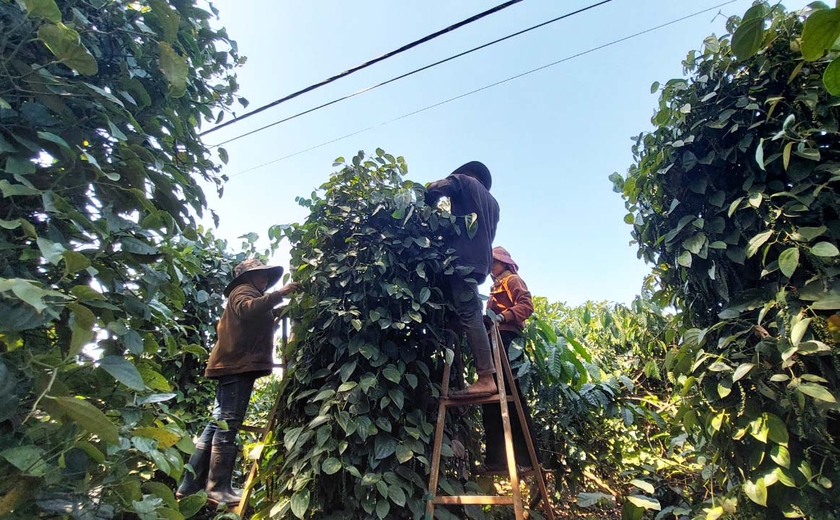 Harvesting pepper in Ia Tiem commune (Chu Se district).  Photo: ND