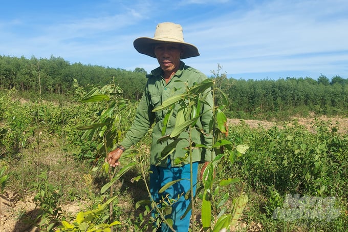 People had to replant acacia after the cinnamon tree could not survive.  Photo: Vo Dung.