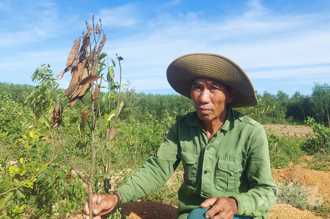 Farmers are still the ones suffering the biggest losses.  Photo: Vo Dung.