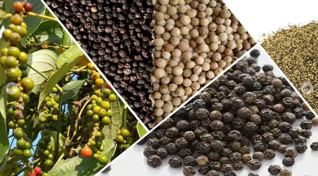 In the first 5 months of 2024, export pepper prices increased by 39.3% over the same period