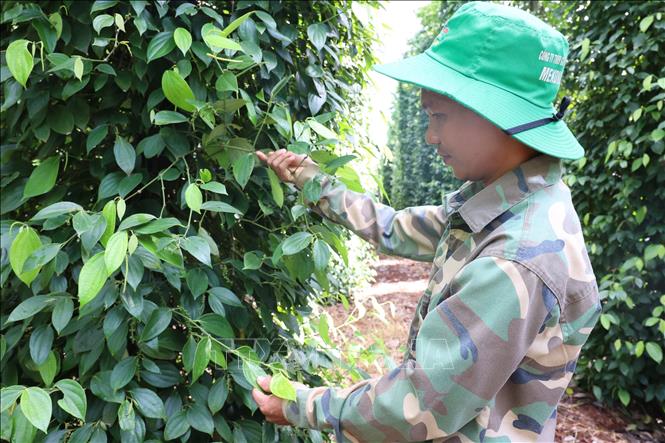 The pepper garden of Mr. Tran Van Phap's family in Hoa Hung commune (Xuyen Moc, Ba Ria - Vung Tau) has reduced output by about 50% compared to last year's crop. 