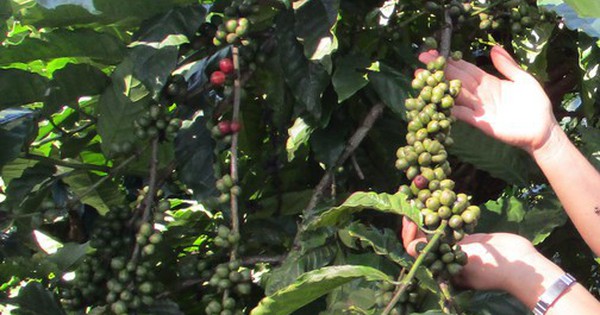 Coffee prices dropped sharply when supply was no longer stressed