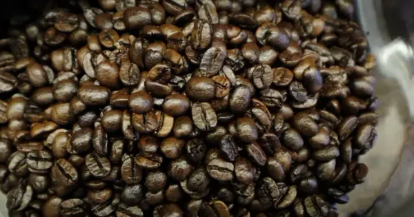 Coffee prices continue to fall sharply