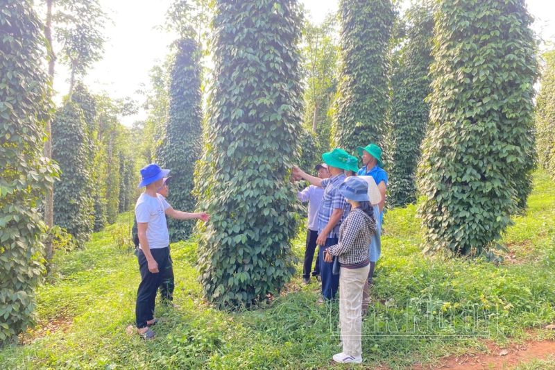 Delegates visited the organic pepper garden at Doan Ket Cooperative, Nam Binh commune, Dak Song district (Dak Nong)