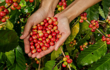 Summary of coffee market for the week from October 7 to 11, 2024