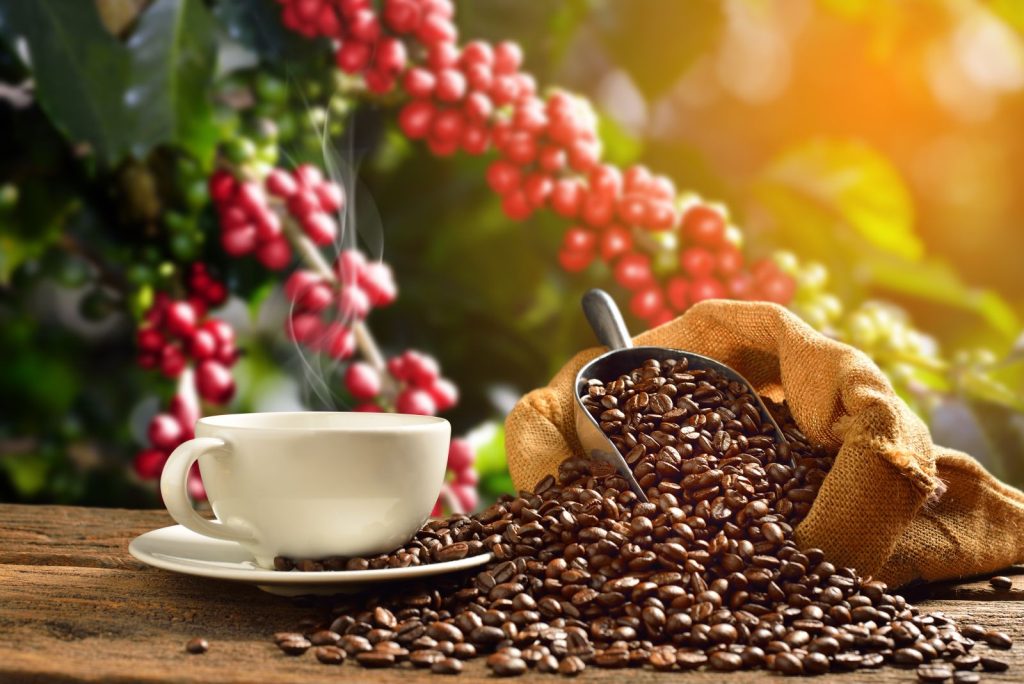 Summary of coffee market Week from November 4 – 8, 2024