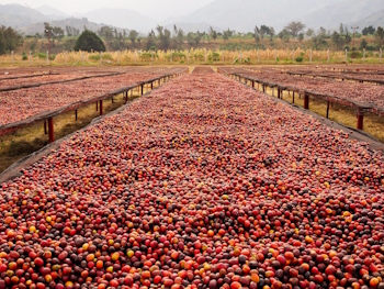 Coffee market summary for the week of November 18-22, 2024