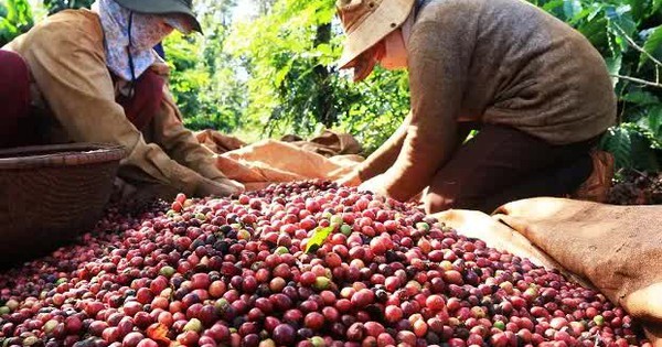 Coffee prices increased sharply