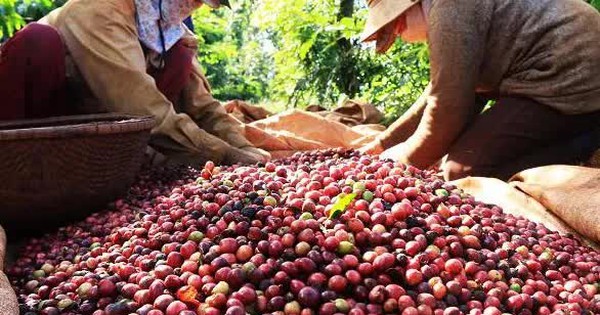 Coffee prices set a new peak in more than 13 years