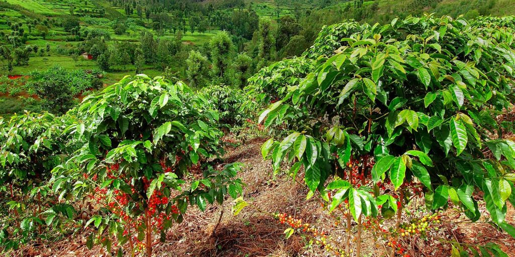 Leverage to promote the development of the coffee industry