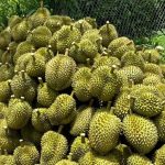 Durian drops only 40,000 VND/kg, the cause is determined