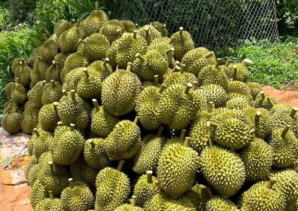 Durian drops only 40,000 VND/kg, the cause is determined