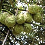 Off-season durian prices increased sharply