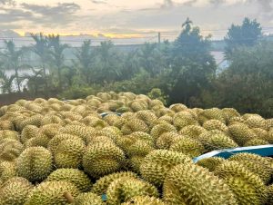 Durian exports bring in nearly 17,000 billion VND in just one month