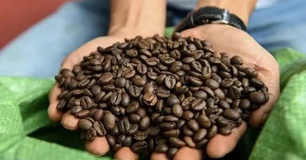 Coffee prices conquer new peaks