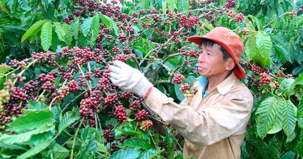 Decoding coffee prices