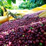 Coffee market summary week 2-2025