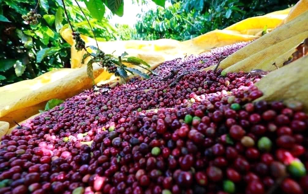 Coffee market summary week 2-2025