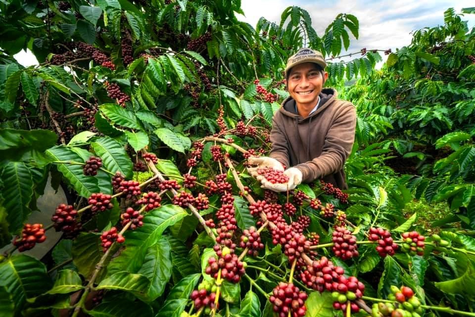 Coffee market summary week 1-2025