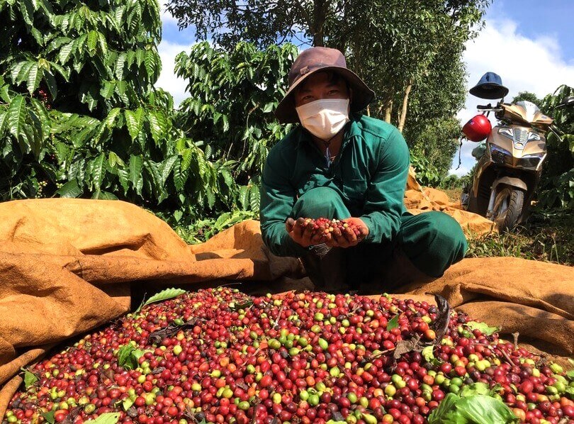 Summary of coffee market for the week from December 23 to 27, 2024