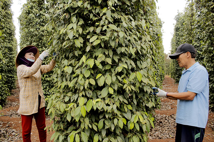 Farmers harvest pepper