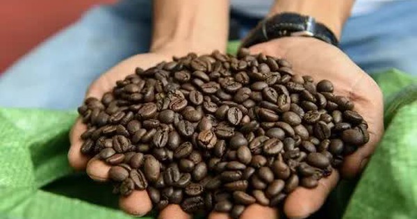 Coffee export reaches a record level