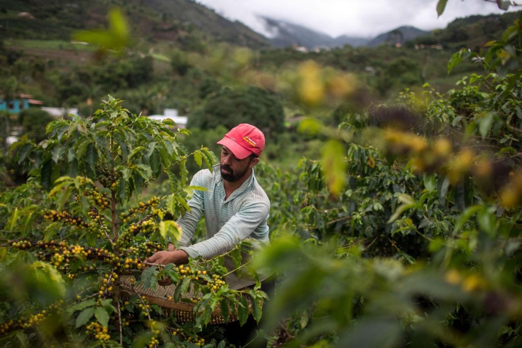 Arabica coffee sets a new price peak in the middle of a shortage of supply