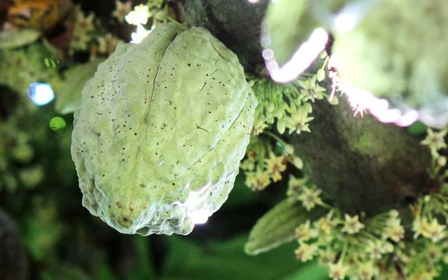 Cocoa price set a new record, growers in Dong Nai won big